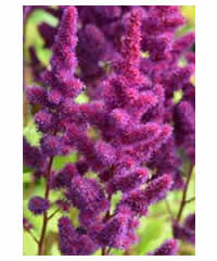 Astilbe chinensis 'Visions' - Perennial