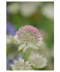 Astrantia major 'Buckland' - Perennial