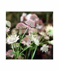 5 Astrantias of OUR choice for 40.00