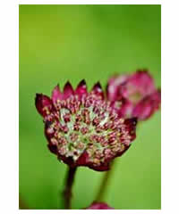 Astrantia 'Moulin Rouge' - Perennial