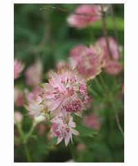 Astrantia major 'Rosea' - Perennial