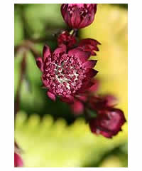 Astrantia major 'Ruby Wedding' - Perennial