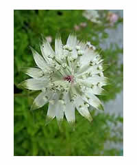 Astrantia major 'Shaggy' AGM - Perennial