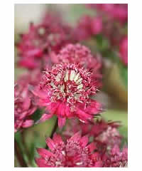 Astrantia 'Venice' - Perennial