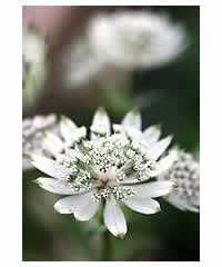 Astrantia major 'White Giant' syn 'Superstar' - Perennial