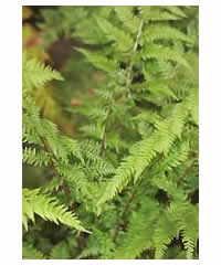 Athyrium filix-femina 'Lady in Red' AGM  Fern