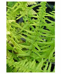 Athyrium filix-femina 'Victoriae'  Fern