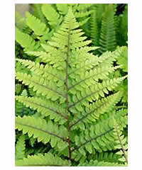 Ferns