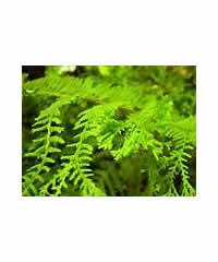 Athyrium Fern