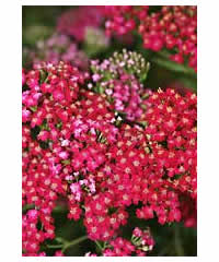 Achillea Red Beauty