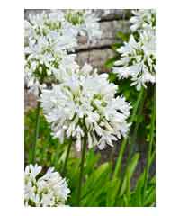 Agapanthus 'Bridal Bouquet' 