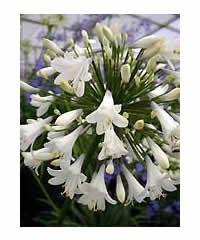 Agapanthus 'Enigma'