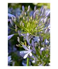 Agapanthus 'Glenavon' 