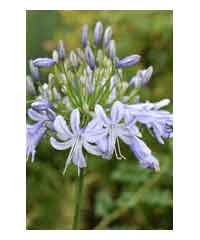 Agapanthus 'Sweet Surprise'