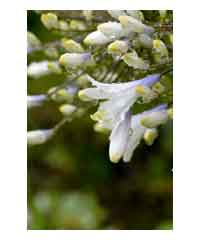 Agapanthus 'Twister' 