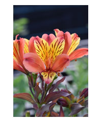 Alstroemeria 'Indian Summer'  