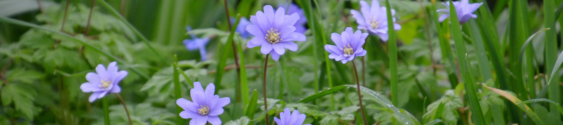 Spring flowers