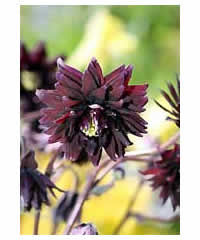 Aquilegia vulgaris 'Black Barlow'