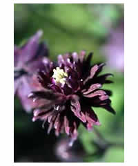 Aquilegia vulgaris 'Blackbird'