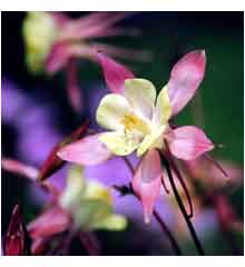 Aquilegia 'McKana Giant Hybrids' - Perennial