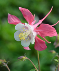 Aquilegia 