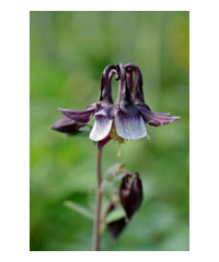 5 Aquilegia of OUR choice 35