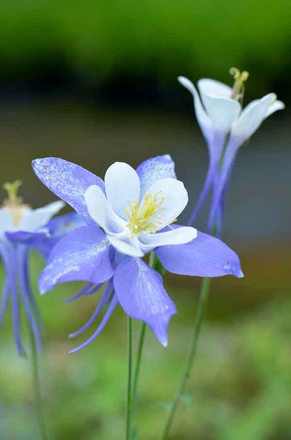 Aquilegia 'Spring Magic Blue'   - Perennial