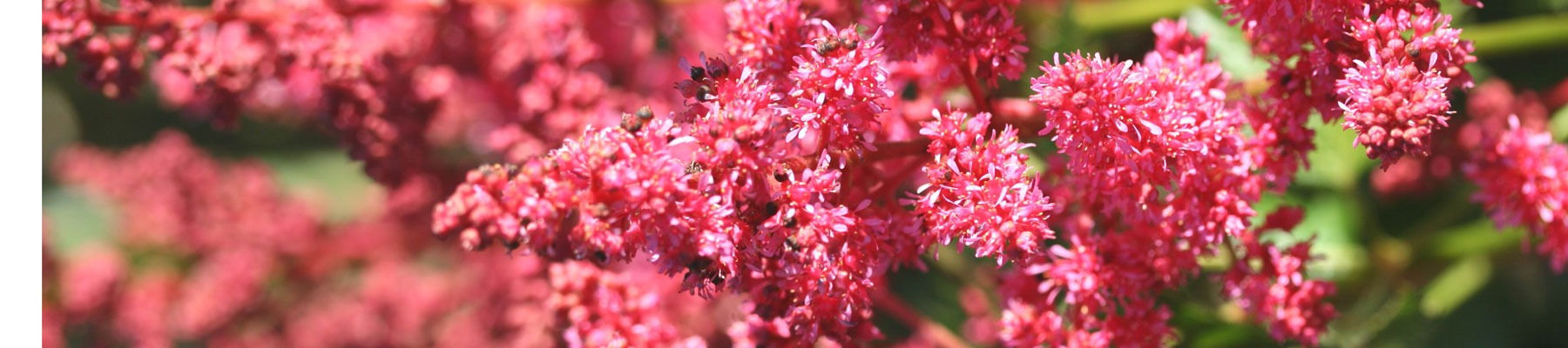 Astilbe 