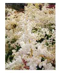 Astilbe 'Brautschleier' Bridal Veil - Perennial