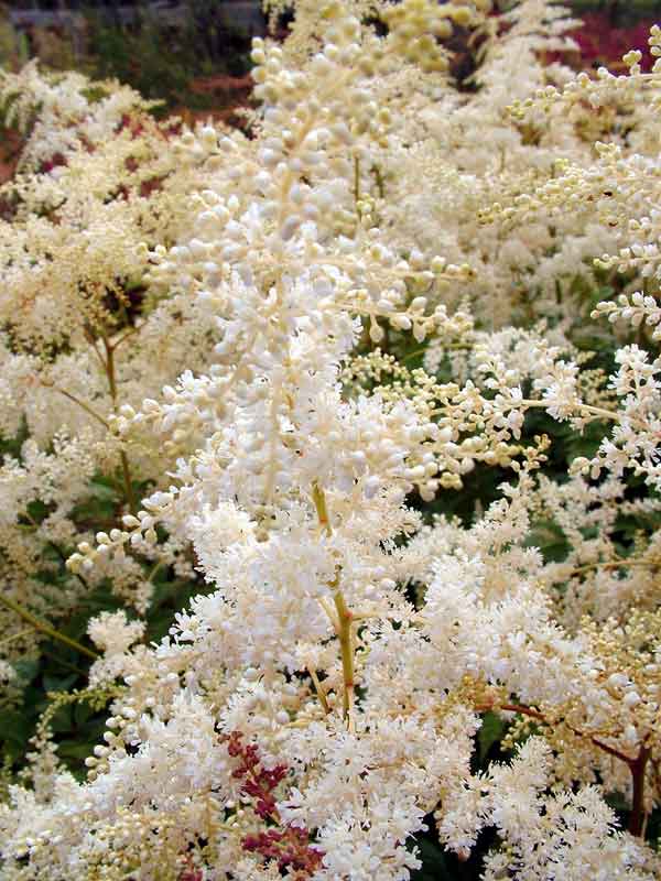 Astilbe 'Brautschleier' Bridal Veil - Perennial