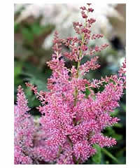 Astilbe x arendsii 'Catherine Deneuve' - Perennial