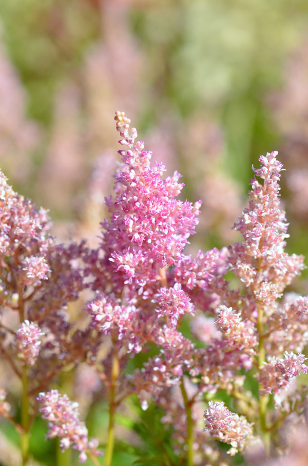 Astilbe x arendsii 'Darwin's Dream' - Perennial