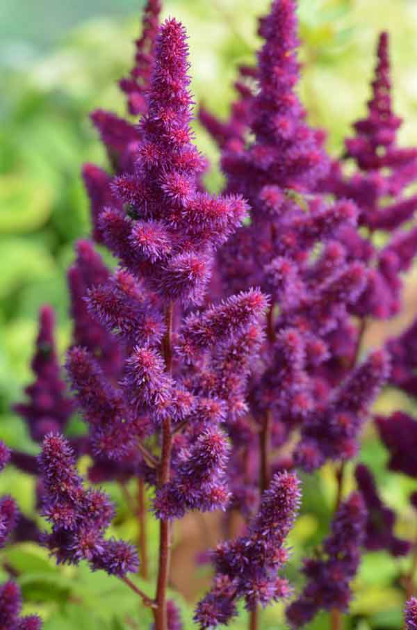 Astilbe chinensis 'Visions' | Westcountry Nurseries