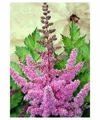 Astilbe chinensis 'Visions in Pink' - Perennial