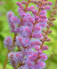 Astilbe 