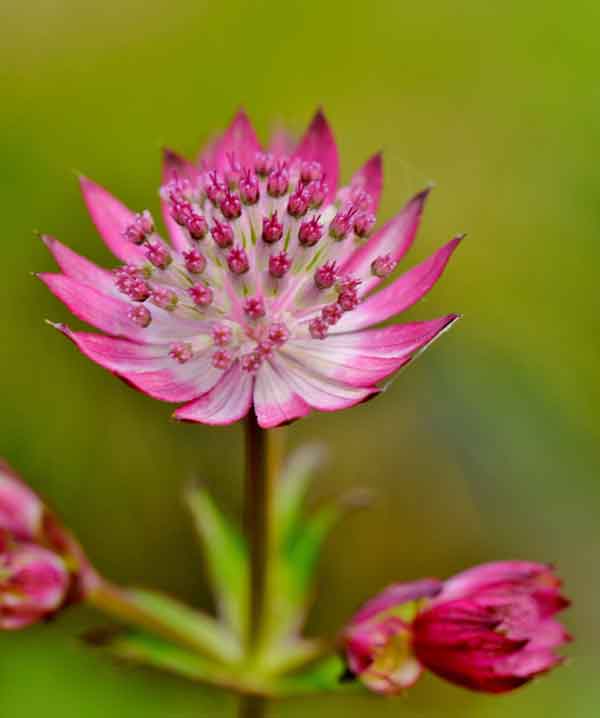 Astrantia major 'Burgundy Manor' - Perennial