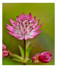 Astrantia major 'Burgundy Manor' - Perennial