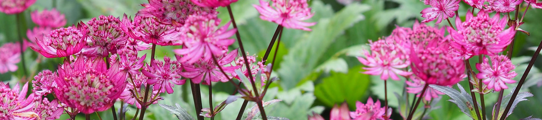 Astrantia 