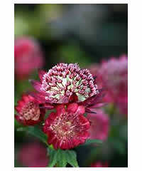 Astrantia 'Gill Richardson' - Perennial