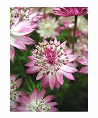 Astrantia major 'Roma' AGM - Perennial