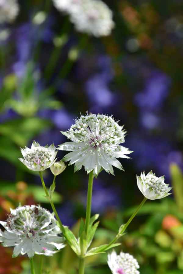 Astrantia major 'Sparkling Stars White' - Perennial