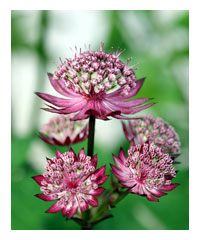 Astrantia 'Sparkling Stars' - Perennial