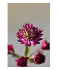 Astrantia major 'Star of Beauty' - Perennial