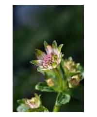 Astrantia 'Star of Billion' - Perennial