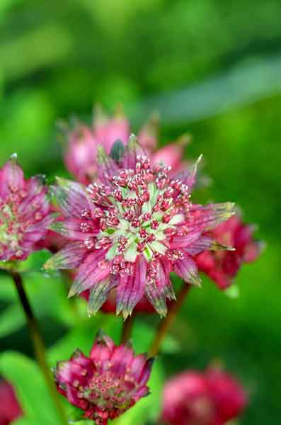 Astrantia major 'Star of Love' - Perennial