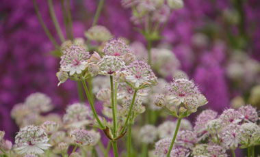 Astrantia