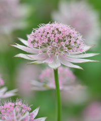 Astrantia 