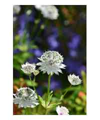 Astrantia major 'Sparkling Stars White' - Perennial