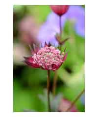 Astrantia major 'Star of Love' - Perennial