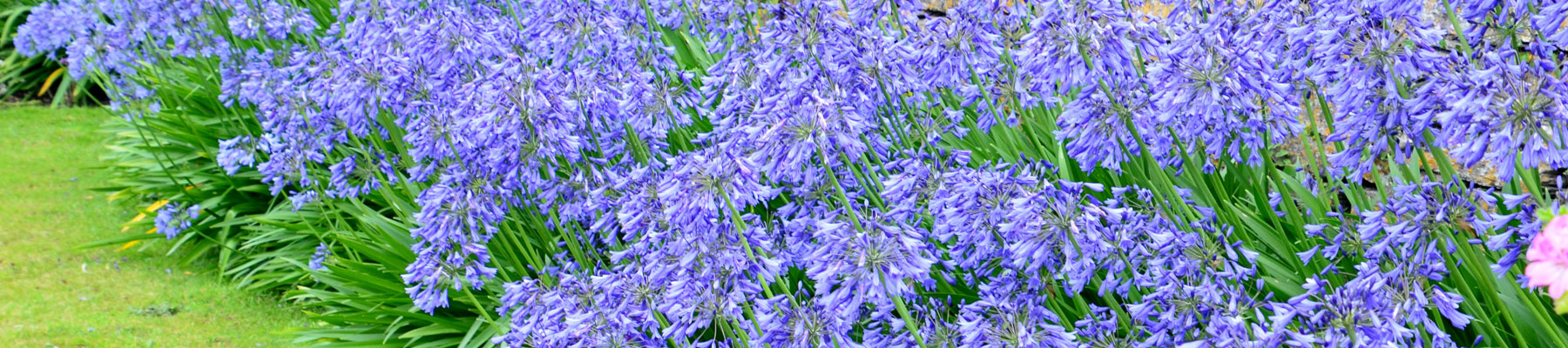 Agapanthus